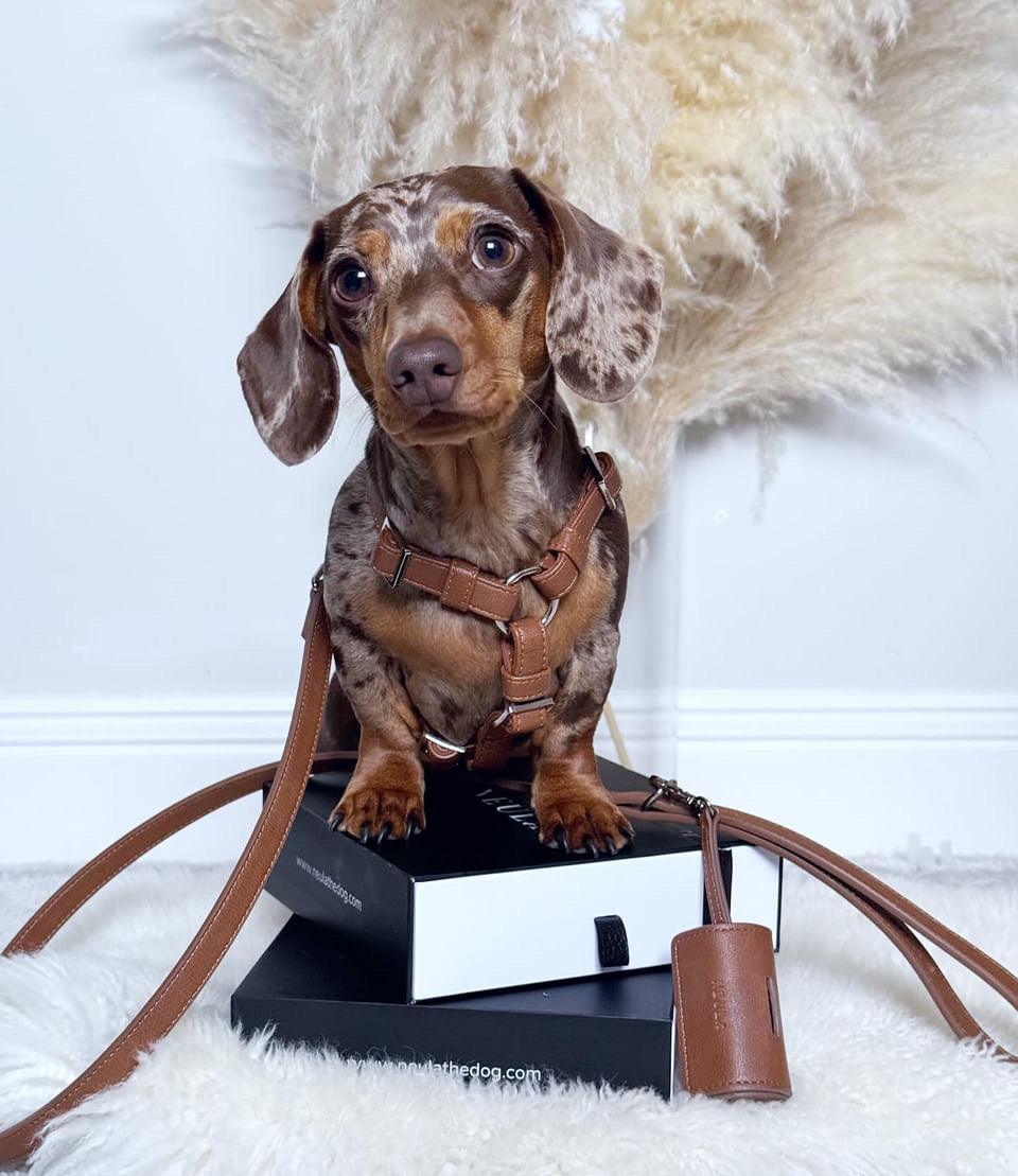Harness/harness Vegan leather Confidence