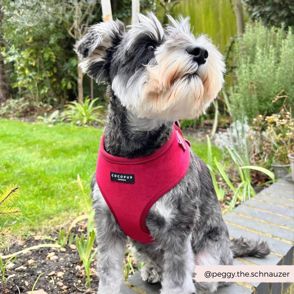 Cocopup harnas verstelbaar Berry Red