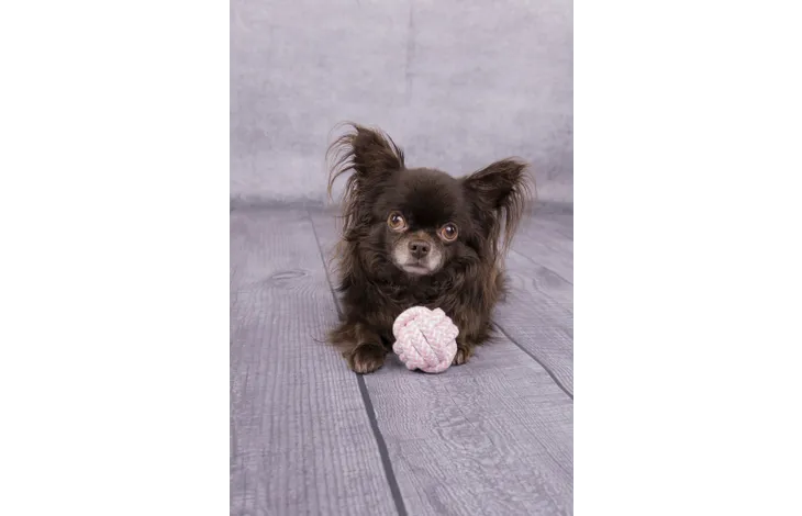 Speelgoed Small Dog Cub Knoopbal Ivar Roze - Nora-Lou