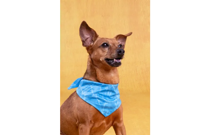 Koelbandana Fresk Inou Blauw