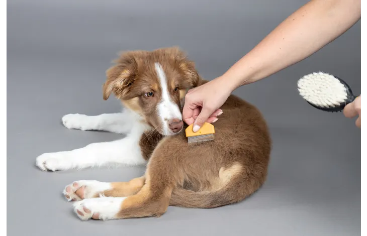 Borstel & Pinborstel & Vlooienkam Puppy - Nora-Lou