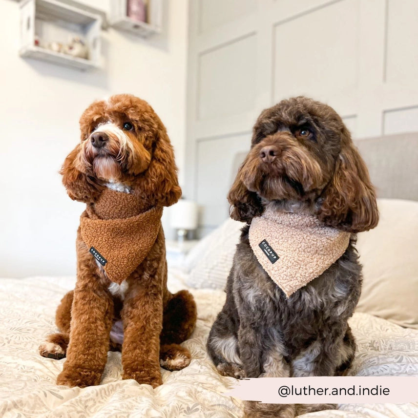 Cocopup Bandana Paddington