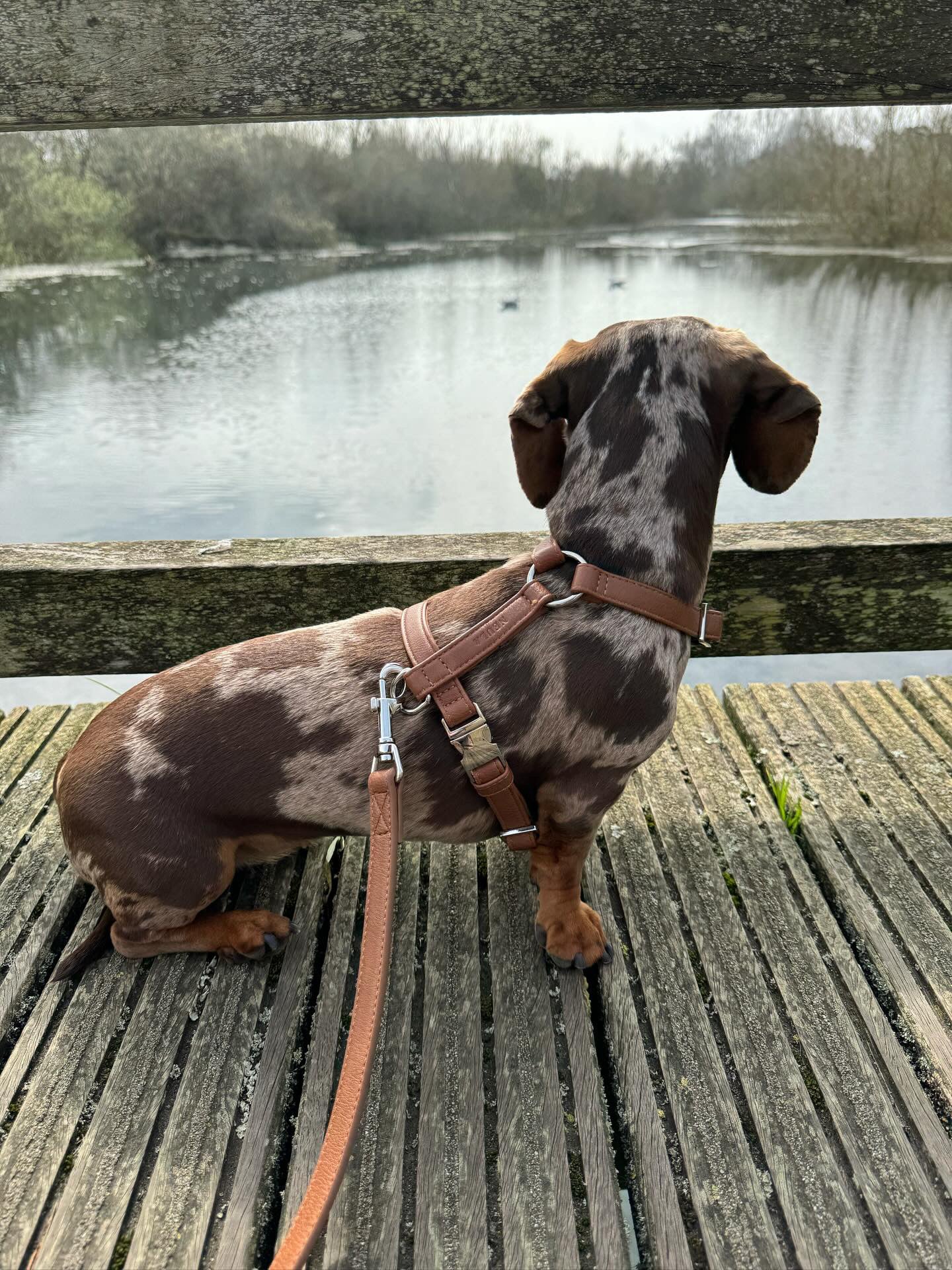 Harness/harness Vegan leather Confidence