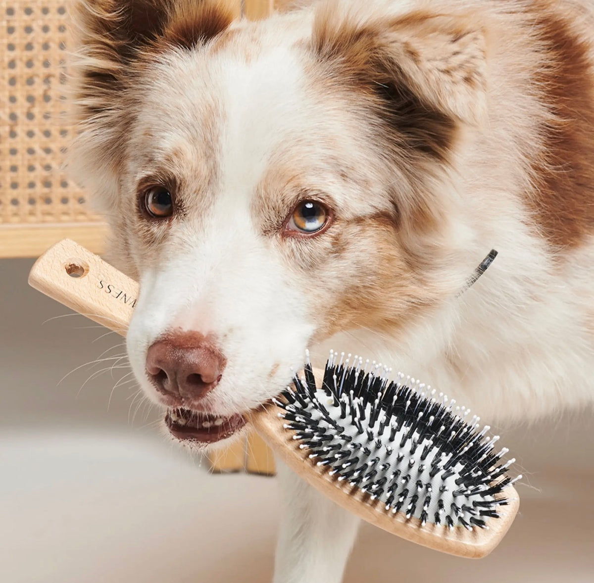 Hondenborstel Hout/Nylon voor honden met korte vacht - Nora-Lou