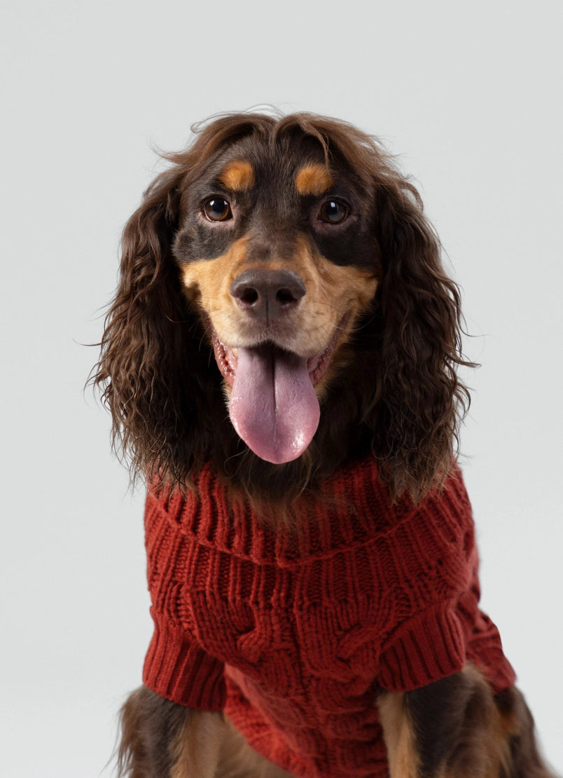 Gebreide trui voor honden - bordeaux