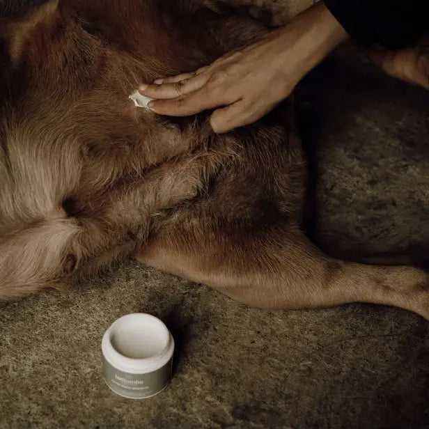 Balsem voor gevoelige en herstellende huid bij honden (50ml) - Nora-Lou