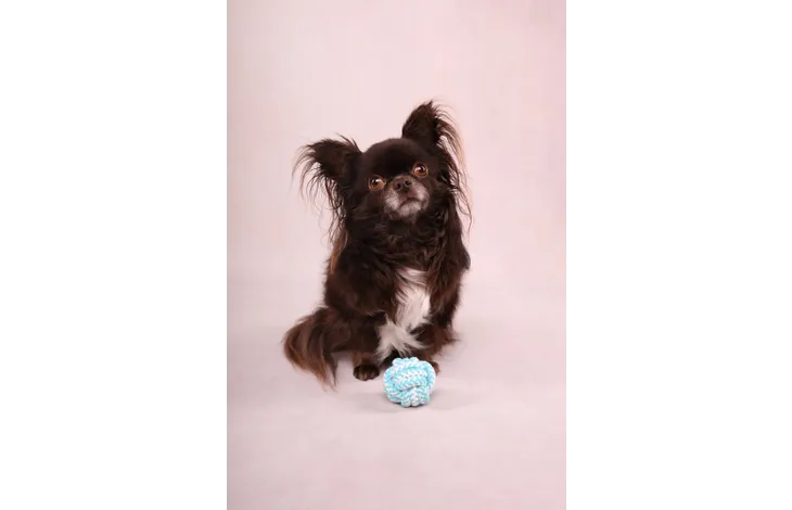 Speelgoed Small Dog Cub Knoopbal Ivar Turkoois - Nora-Lou