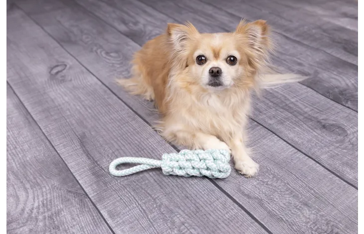 Speelgoed Small Dog Cub Trektouw & Staaf Geweven Ivar Turquoise - Nora-Lou