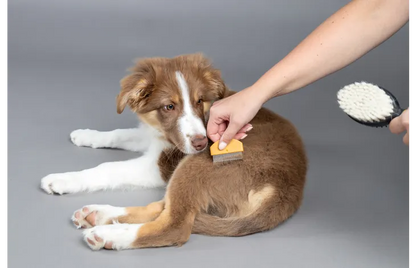 Borstel & Pinborstel & Vlooienkam Puppy - Nora-Lou