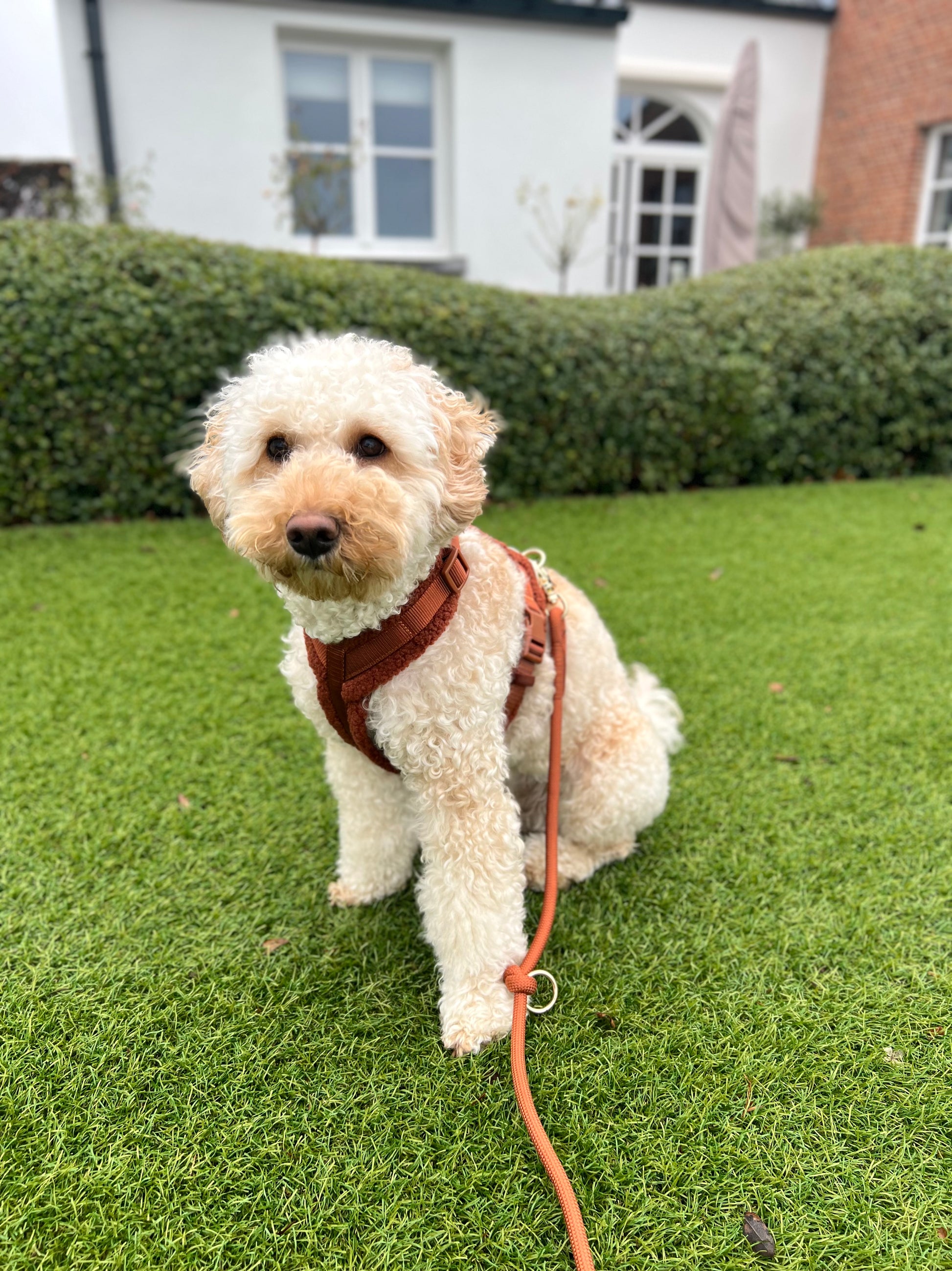 Furlou Y-vormig Harnas Sherpa - KLEI - Nora-Lou