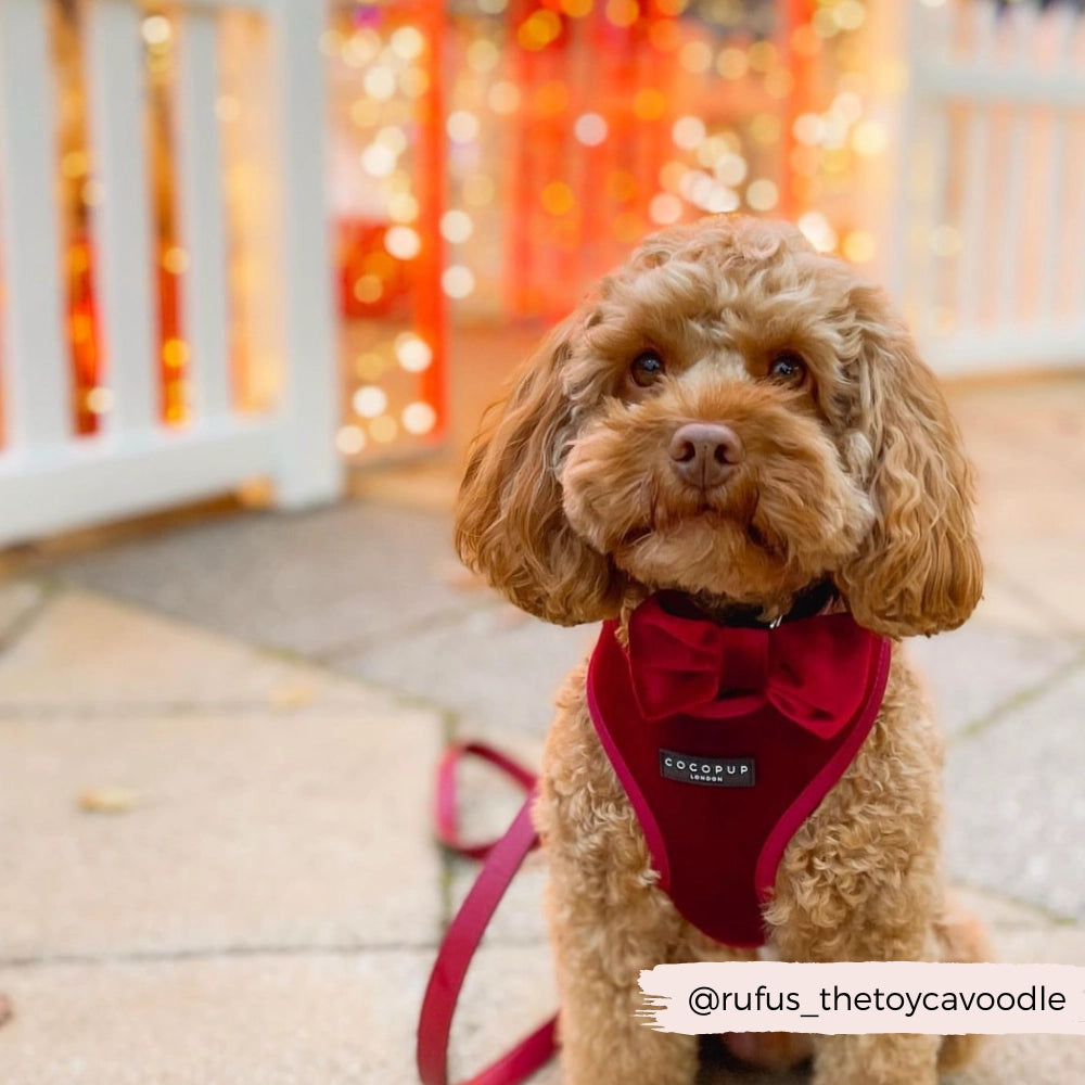 Cocopup Strikje Berry Red