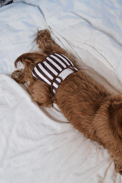 Broekje voor loopsheid hond
