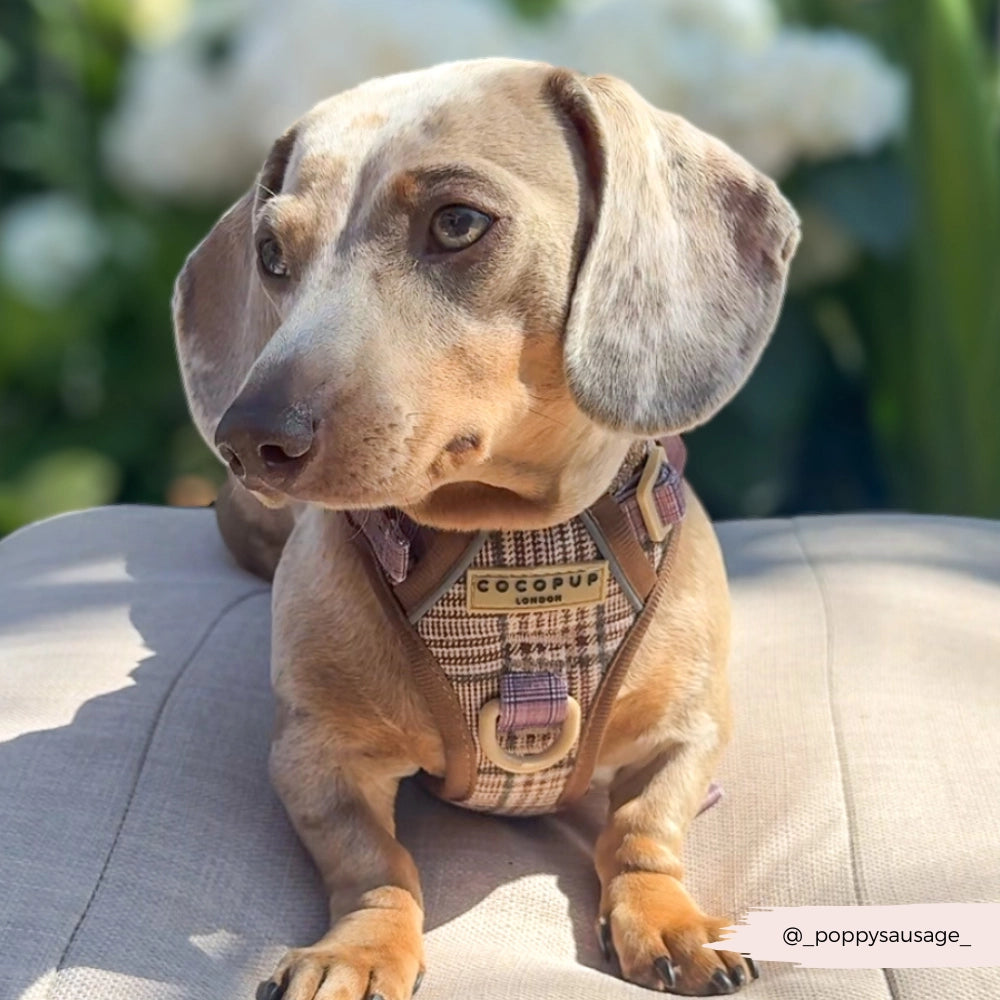 Cocopup harnas verstelbaar EXPLORE PUP PLAID