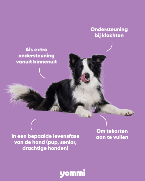 Yommi Bye Bugs (Tegen teken en vlooien) - Nora-Lou