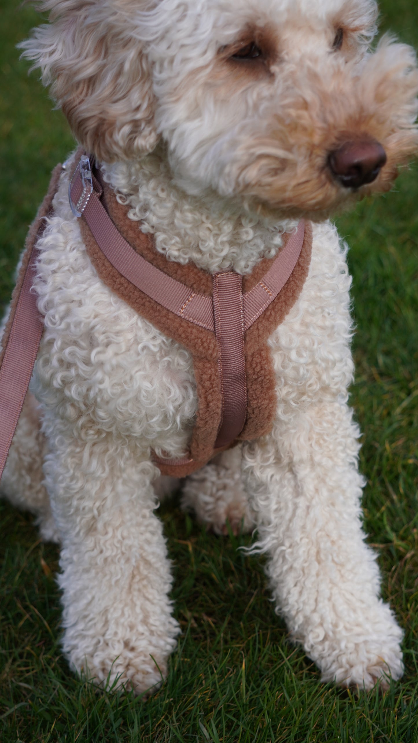 Nora-Lou Y-vormig Harnas Teddy Bruin - Nora-Lou