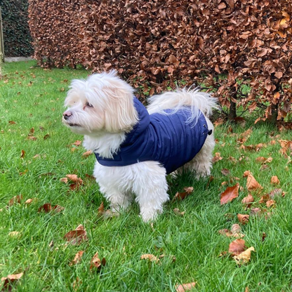 Hondenjas Paw Blauw