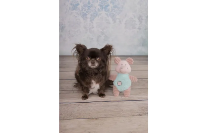 Speelgoed Small dog varken oudroze - Nora-Lou
