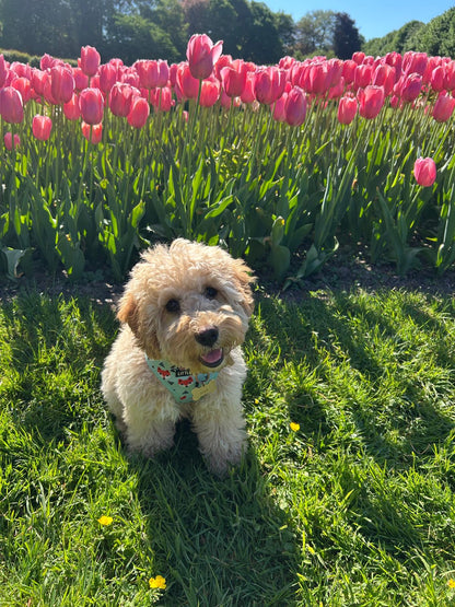 Ensemble Mr. Fox (harnais + laisse) taille S