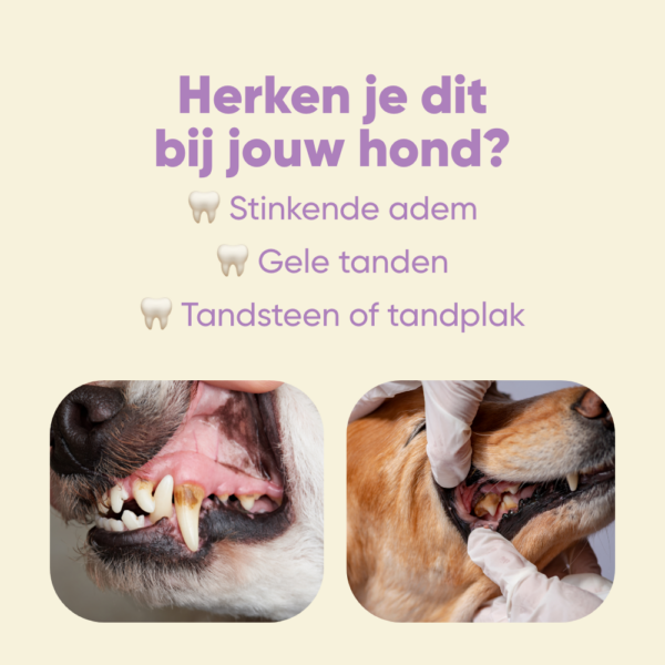 Yommi Dog Toothie - Nora-Lou