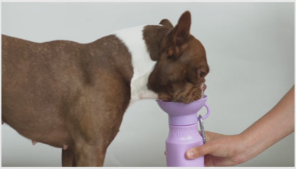 Hondendrinkfles voor onderweg Mini 0,44 L (meerdere kleuren)