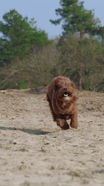 Nora-Lou Y-vormig Harnas Teddy Bruin